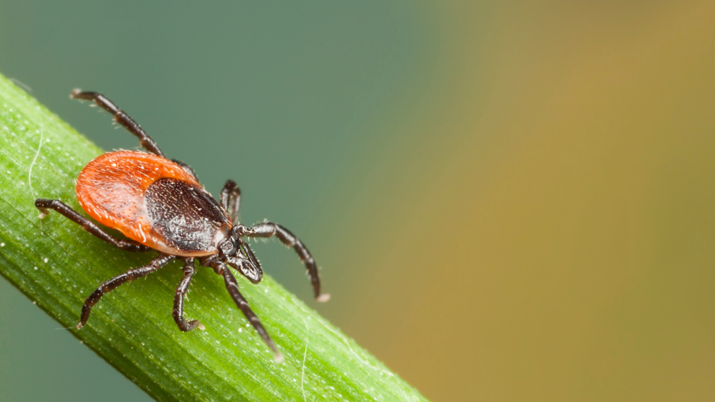 A naturopathic approach to preventing tick-borne diseases in kids. Part ...