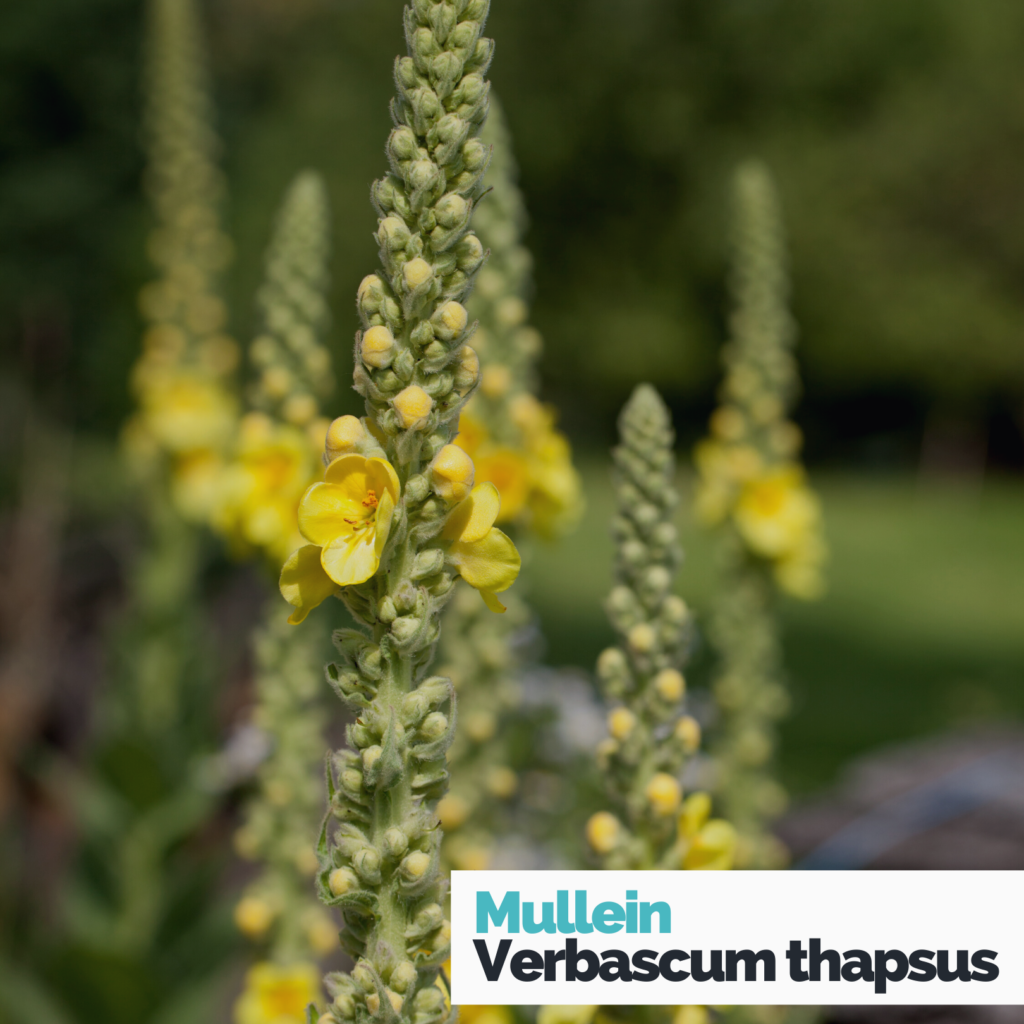 Mullein verbascum thapsus stalk with yellow flowers. Title: Mullein Verbascum thapsus. Mullein safety in children. 